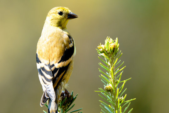 Solo Yellow Song Bird