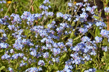 Some small blue forget-me-nots in a garden