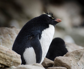 Penguins in the Falkland Island Nature