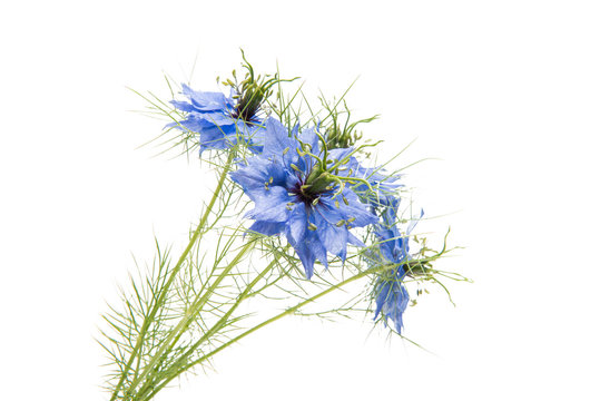 nigella flowers isolated