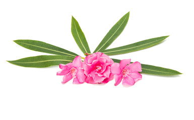 pink oleander flowers isolated