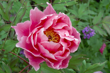 Pink Peony © Chris Rose