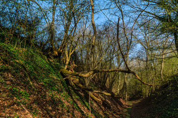 umgekippter Baum im Hohlweg