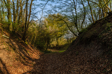 Hohlweg im Stromberg bei Oberderingen