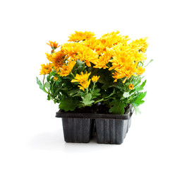 Colorful  Chrysanthemum flowers in small pots isolated on white