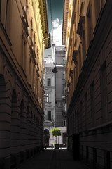Single young tree in dead end of narrow dark street in Budapest downtown