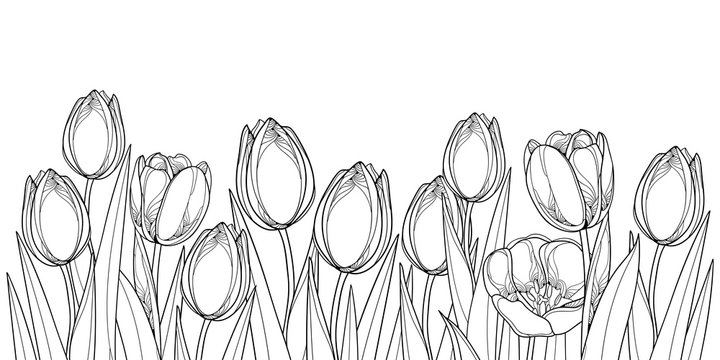 Vector horizontal border with outline tulip flowers, bud and ornate leaves in black isolated on white background. Contour tulips for greeting spring design or coloring book.
