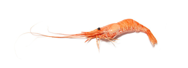 Crevette