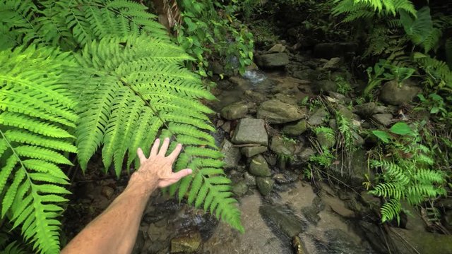 Hand Reaches out and Touches Fern Leaf in Tropical Wilderness