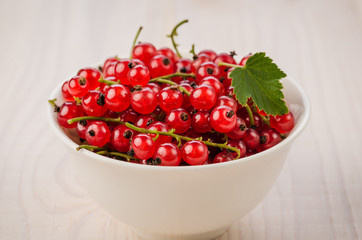 red currant in a white plate on a white background/red currant in a white plate on a white background. selective focus