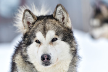 Siberian Husky dog portrait outdoor in winter