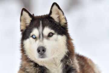 Siberian Husky dog portrait outdoor in winter