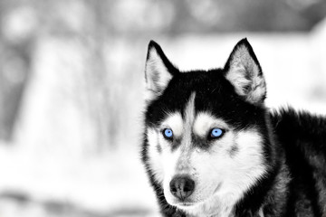Siberian Husky dog portrait outdoor in winter