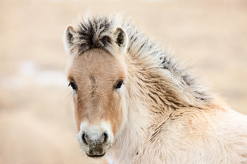 Obraz premium Young Colt Canada