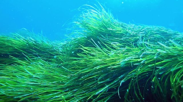 Neptune grass swaying in the sea bottom with water currents