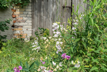 wild plants / Flowers and stinging nettles in front of a gray wooden gate