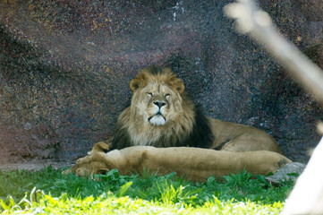 Obraz premium Lions relax