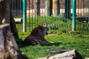 Siberian tiger relax