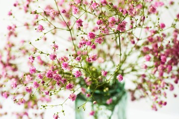 Pink gypsophila flower in glass vase.
