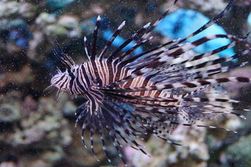Fototapeta na wymiar Zebra fish in the fish tank