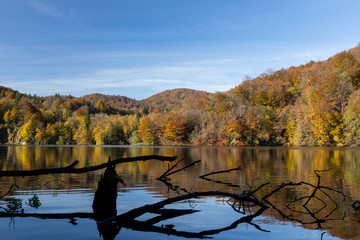 A fallen tree lies still in a lake early on a fall morning. This was taken in Plitvice Lakes National Park. The surrounding hills are changing colors with the season. Taken in the fall.