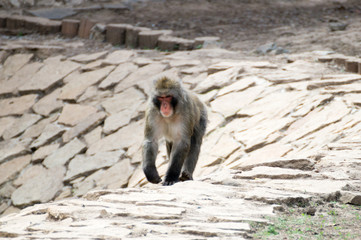 Monkey goes for walk