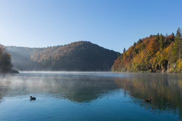 Two ducks swim early in the morning on a lake in plitvice lakes national park. There is a shadow cast by the hills depicted by the fog  on top of the lake.
