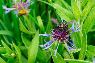Bee on the violet flower