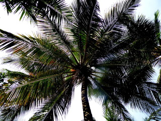 Naklejka na ściany i meble Palm tree top before blue sky with coconut fruits close up