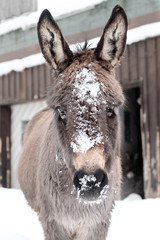 Donkey covered with snow with white background.