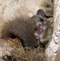 Siebenschläfer sitzt im Nest (Glis glis) - Edible dormouse 