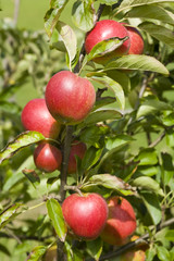 Apples ripening in the orchard