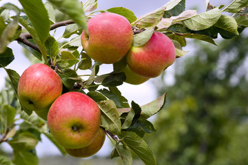 Apples ripening in the orchard