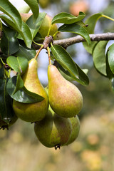 Pears ripening in the orchard