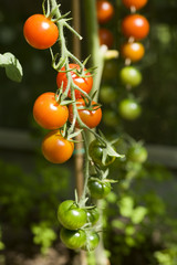 Greenhouse tomatoes ripening