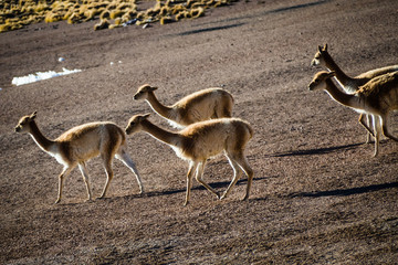 Vicuña group in San Pedro de Atacama, Atacama Desert at The Andes Range, Chile