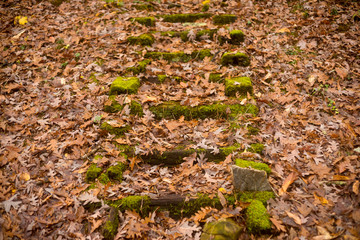 Fall Leaves Cover Deteriorating Wooden Stairs Covered In Moss - Center Aligned