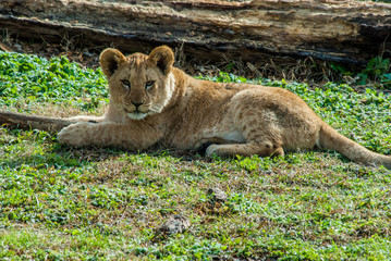 Lion cub facing left
