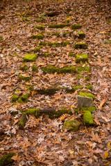 Fall Leaves Cover Deteriorating Wooden Stairs Covered In Moss - Vertical