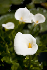 Fototapeta premium Calla Lillies in summer sunshine