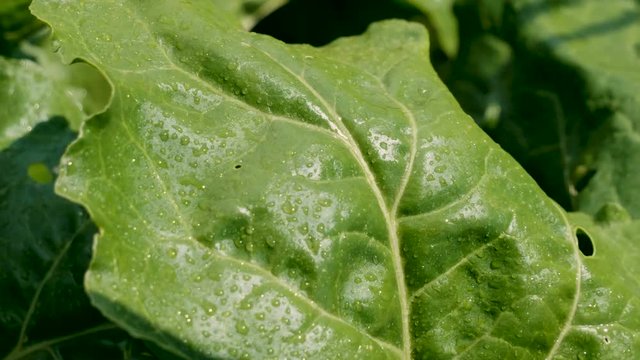 Vegetable farming. Close-up of drops on green leaves of ripening sugar beet. 4K
