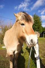 Beautiful-pony