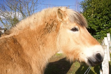Beautiful-head-of-pony