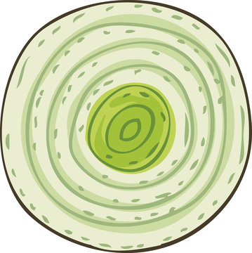 Green Onion in Cross Section