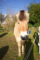 Big-french-pony