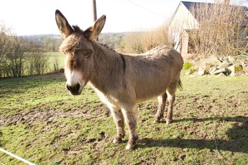Big-french-donkey