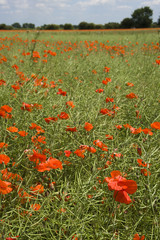 Obraz premium Vibrant summer poppy in field in The Cotswolds near Lechlade, Gloucestershire, UK