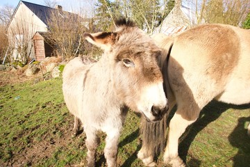 Donkey-in-a-french-farm