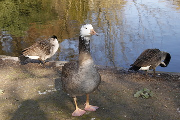 Canards du Jardin Public à Bordeaux, Gironde