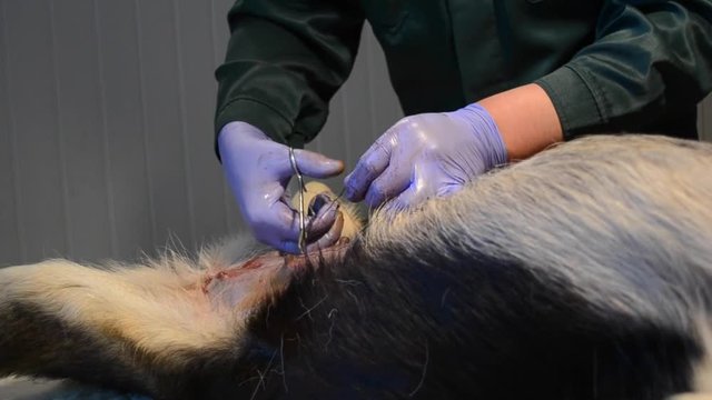 Veterinarian makes surgery the dog in the laboratory close-up. Vet sutures dog after surgery. Seam stitching dogs after surgery